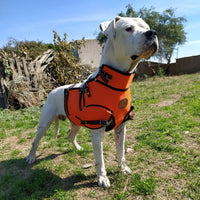 Chaleco con collar extra protección para perro de caza jabalí fabricado en material multicapa muy resistente Talla M (copia)