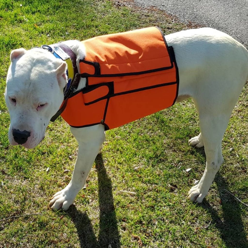 Chalecos Para Perros De Caza Chaleco para perro de caza proteccion, multicapa muy resistente