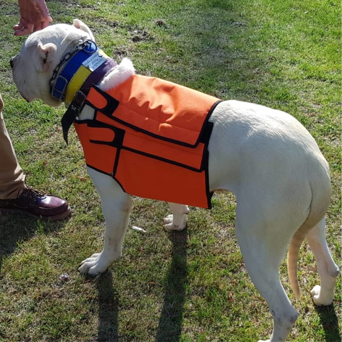 Chalecos Para Perros De Caza Chaleco para perro de caza proteccion, multicapa muy resistente
